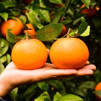 沃柑应季水果橘柑子新鲜现摘果园直供武鸣沃柑沙糖桔礼盒一件代发