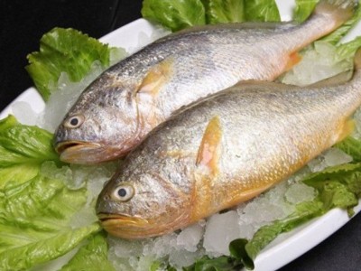 批发江浙沪包邮 宁波象山东海新鲜去头小黄鱼 冷冻生鲜深海黄花鱼 5斤起批图3