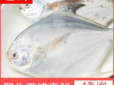 宁波象山东海新鲜白鲳鱼冰冻水产小鲳鱼 100-120规格 水产批发  5斤起批图3