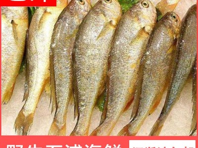 宁波象山东海新鲜冷冻小黄鱼 鲜活石浦黄花鱼批发一斤9-10条 5斤起批图1