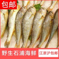 宁波象山东海新鲜冷冻小黄鱼 鲜活石浦黄花鱼批发一斤9-10条 5斤起批