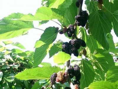22年新货P桑葚干食用四川产地免洗无沙桑葚子黑桑椹干茶散装批发图4