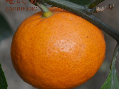 涌泉蜜桔台州临海黄岩无核橘子新鲜水果浙江特产桔子员工福利包邮图3