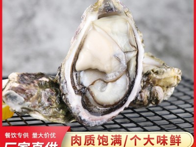 福建沿海海鲜半壳生蚝烧烤食材肉质肥嫩新鲜单冻半壳生蚝支持贴牌图1