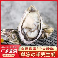 福建沿海海鲜半壳生蚝烧烤食材肉质肥嫩新鲜单冻半壳生蚝支持贴牌