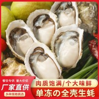 福建沿海海鲜半壳生蚝餐饮烧烤食材肉质肥嫩新鲜冻生蚝肉支持贴牌