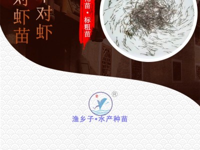 日本对虾 基围虾苗 竹节虾苗 花虾苗 明虾苗 虾苗 对虾 九节虾苗图4