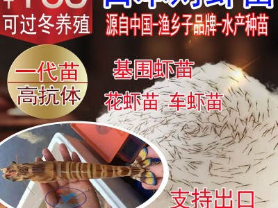 日本对虾 基围虾苗 竹节虾苗 花虾苗 明虾苗 虾苗 对虾 九节虾苗图1