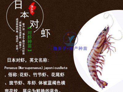 日本对虾 基围虾苗 竹节虾苗 花虾苗 明虾苗 虾苗 对虾 九节虾苗图3