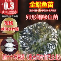 金鲳鱼苗 鲳鱼苗 金鲳鱼孵化培育 黄特鲳鱼苗 黄腊鲳鱼苗 金鲳鱼