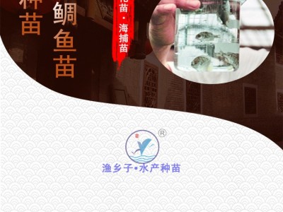黄鳍鲷鱼苗 黄脚笠鱼苗 黄脚腊鱼苗黄鳍鲷 腊鱼苗20尾起订图4