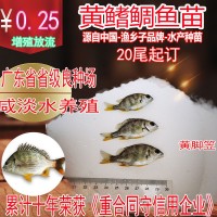 黄鳍鲷鱼苗 黄脚笠鱼苗 黄脚腊鱼苗黄鳍鲷 腊鱼苗20尾起订