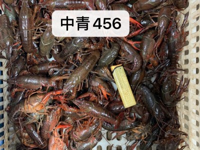湖北潜江养殖清水鲜活小龙虾批发餐饮 青红壳肉质饱满干净图2