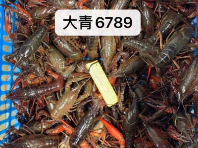 湖北潜江养殖清水鲜活小龙虾批发餐饮 青红壳肉质饱满干净图4