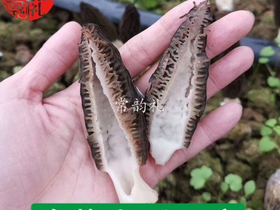 22年新鲜羊肚菌鲜品 产地货源 大量批发 野生菌 支持一件代发1kg  2千克起批图4