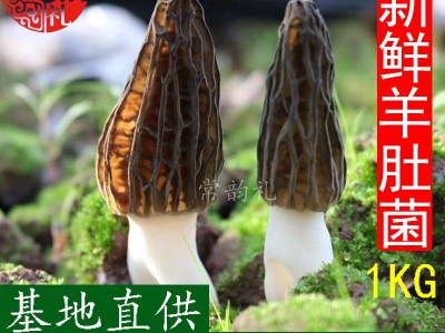 22年新鲜羊肚菌鲜品 产地货源 大量批发 野生菌 支持一件代发1kg  2千克起批图1