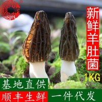 22年新鲜羊肚菌鲜品 产地货源 大量批发 野生菌 支持一件代发1kg  2千克起批