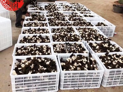 22年新鲜羊肚菌鲜品 产地货源 大量批发 野生菌 支持一件代发1kg  2千克起批图3