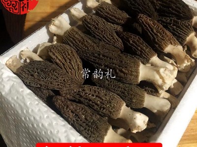 22年新鲜羊肚菌鲜品 产地货源 大量批发 野生菌 支持一件代发1kg  2千克起批图5