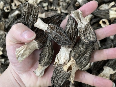 特价羊肚菌干货 酒店餐饮菌汤包专用便宜食用菌产地大量批发500克  2件起批图3