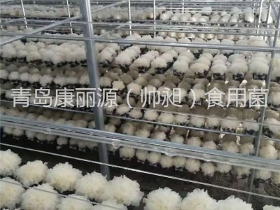青岛康丽源出口银耳菌棒，银耳菌包（日本雪耳）图1