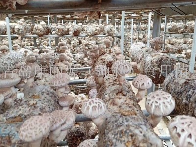 山东总经销韩国香菇808菌棒香菇菌棒香菇菌包蘑菇菌丝图5