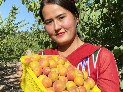 新疆小红杏吊干杏鲜杏纯甜一杏两吃新鲜应季水果一件代发/落地配图5