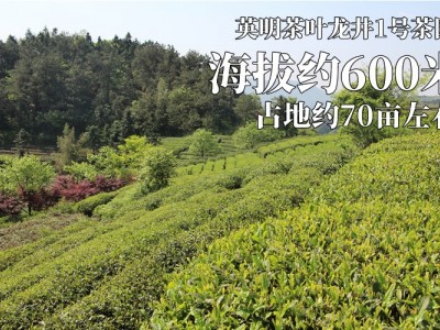 红茶 一斤起批桐木关 每日直播 新茶 蜜香 英明 半斤  2件起批图3