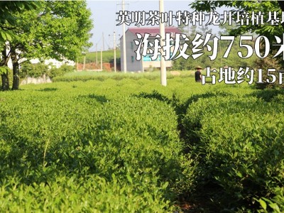 普洱茶 普洱 散茶 熟茶批发 每日直播 半斤  2包起批图4