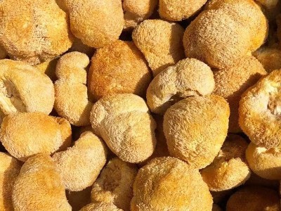 产地直供古田猴头菇500g食用猴头菌散装新鲜刺猬菌干菌菇现货批发  10件起批图2