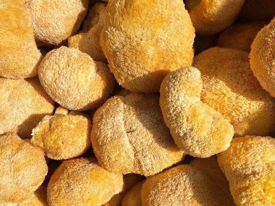 产地直供古田猴头菇500g食用猴头菌散装新鲜刺猬菌干菌菇现货批发  10件起批图4
