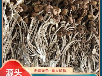 古田特产茶树菇500g土杨树菇不开伞茶薪菇食用菌干货柳松菇批发  10包起批图1