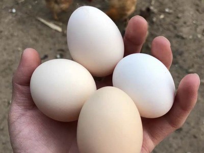 鸡蛋整箱40枚土鸡蛋 农家散养草鸡蛋笨鸡蛋柴鸡蛋可批发破损必赔 2箱起批图5