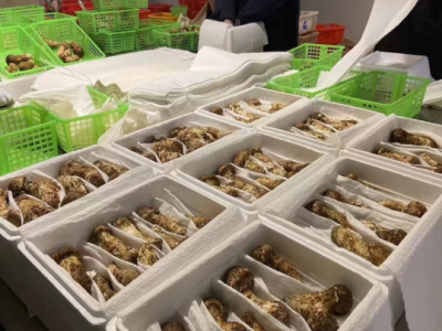 云南香格里拉新鲜松茸餐饮生鲜煲汤食材鲜松茸诚招代理产地直发  2件起批图3