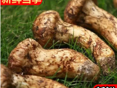 云南香格里拉新鲜松茸餐饮生鲜煲汤食材鲜松茸诚招代理产地直发  2件起批图1