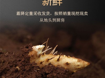 铁棍山药河南焦作温县垆土正宗新鲜长5斤批铁根淮山铁怀山铁杆棒 5个起批图2