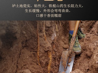 铁棍山药河南焦作温县垆土正宗新鲜长5斤批铁根淮山铁怀山铁杆棒 5个起批图3