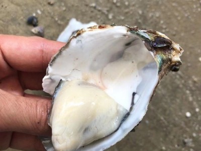 广东湛江生蚝半壳带壳100斤商用生蚝乳山鲜活牡蛎蒜蓉地摊炭烧烤图1