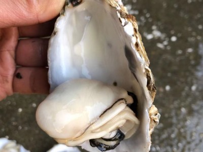 广东生蚝鲜活宵夜商用带壳生蚝烧烤摆地摊一箱100斤夜市湛江包邮图4