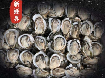 广东生蚝鲜活宵夜商用带壳生蚝烧烤摆地摊一箱100斤夜市湛江包邮图1