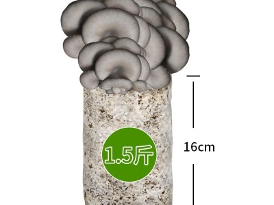 蘑菇菌包菌菇种植包平菇菌种家庭种植盆栽食用菌新鲜蘑菇礼品厂家图4