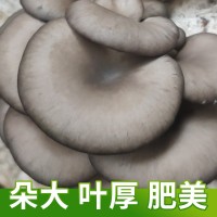 批发5斤蘑菇菌包蘑菇种植包黑平菇菌种蘑菇食用菌菌种量大可定制