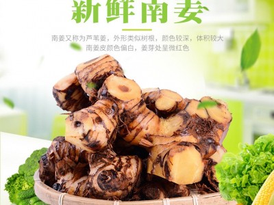 云南种植基地现挖现发新鲜南姜生姜炖排骨炖鸡调料调味品老姜批发(价格面议）图1