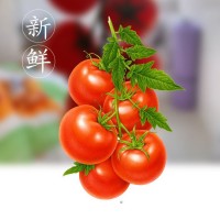 现摘新鲜圣女果千禧小番茄水果当季西红柿整箱蔬菜小柿子5斤装  2件起批