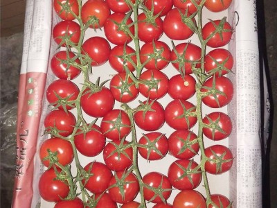 现摘新鲜圣女果千禧小番茄水果当季西红柿整箱蔬菜小柿子5斤装  2件起批图3