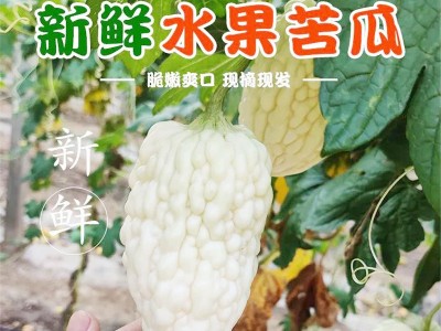 寿光产地蔬菜苦瓜清解苹果水果苦瓜果实饱满水分充足自种现摘批发 2件起批图1