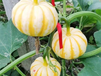 寿光产地蔬菜苦瓜清解苹果水果苦瓜果实饱满水分充足自种现摘批发 2件起批图5
