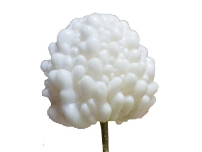 寿光产地蔬菜苦瓜清解苹果水果苦瓜果实饱满水分充足自种现摘批发 2件起批图4