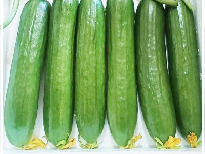 产地5斤装新鲜水果黄瓜 生吃本地脆皮小黄瓜 整箱批发迷你小青瓜  2件起批图5