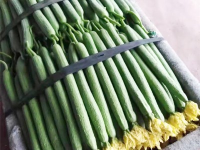 寿光产地现摘现发丝瓜新鲜农家菜园自种绿皮瓜菜瓜批发青瓜蔬菜 2件起批图2